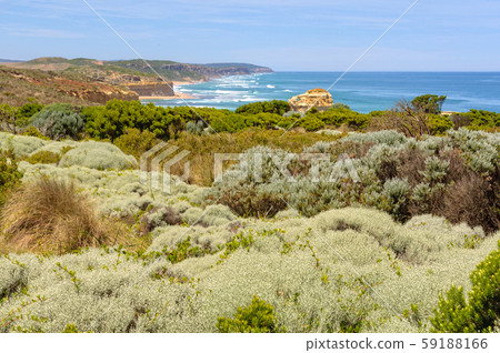 Coastal flora - Port Campbell 59188166
