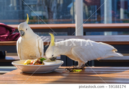 Sulphur-crested cockatoos - Lorne 59188174
