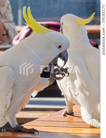 Sulphur-crested cockatoos - Lorne 59188175
