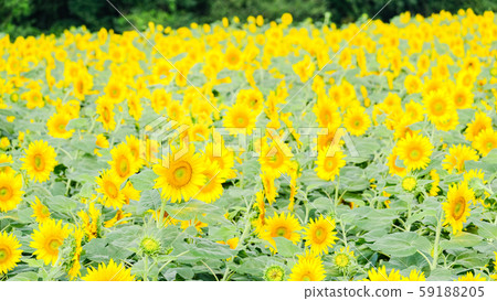 Sunflower (Akeno Sunflower Field) Sunflower (Akeno Sunflower Field) 59188205