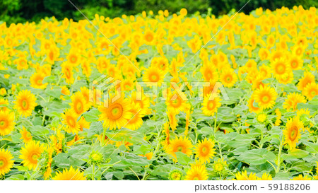 Sunflower (Akeno Sunflower Field) Sunflower (Akeno Sunflower Field) 59188206