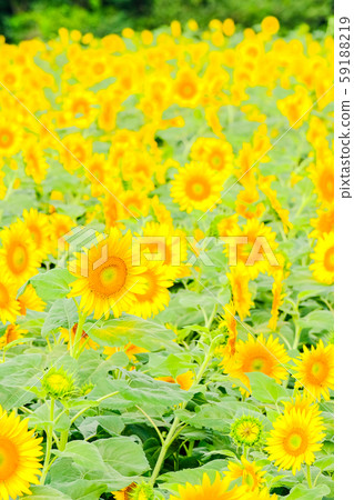 Sunflower (Akeno Sunflower Field) 59188219
