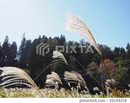 Japanese silver grass and sky Japanese silver grass and sky 59189258
