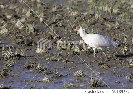 土岐佐渡島 59189282