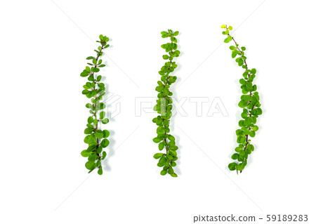 Barberry branch with leafs isolated on white. 59189283