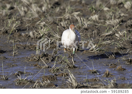 土岐佐渡島 59189285