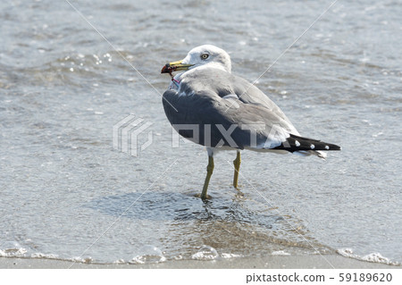 海貓被魚鉤損壞 59189620