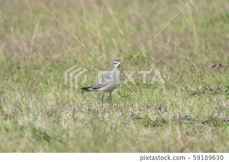 太平洋金斑鴴 59189630