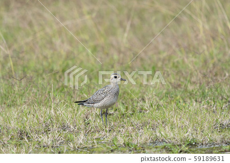 太平洋金斑鴴 59189631