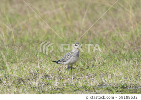 太平洋金斑鴴 59189632