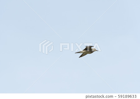 太平洋金斑鴴 59189633