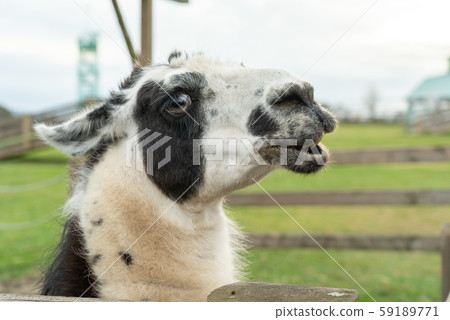 Merry llama Merry llama 59189771
