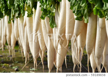 拍攝北海道七飯町蘿蔔幹的風景 59189838