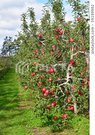 Take a picture of an apple orchard that has grown in Nanae, Hokkaido Take a picture of an apple orchard that has grown in Nanae, Hokkaido 59189982