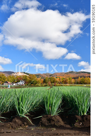 Photographing the landscape of a long leek field that has come to harvest in Nanae-cho, Hokkaido Photographing the landscape of a long leek field that has come to harvest in Nanae-cho, Hokkaido 59190165