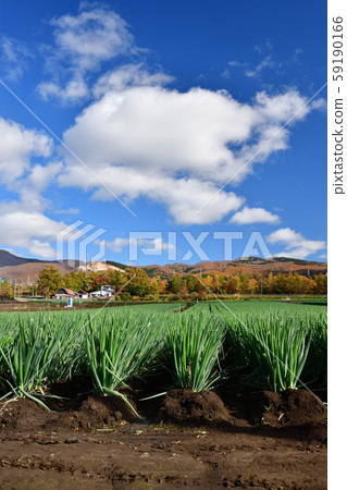 Photographing the landscape of a long leek field that has come to harvest in Nanae-cho, Hokkaido 59190166