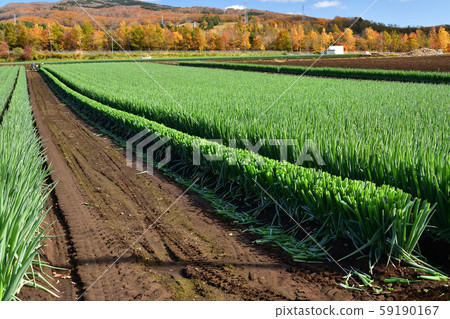 Photographing the landscape of a long leek field that has come to harvest in Nanae-cho, Hokkaido 59190167