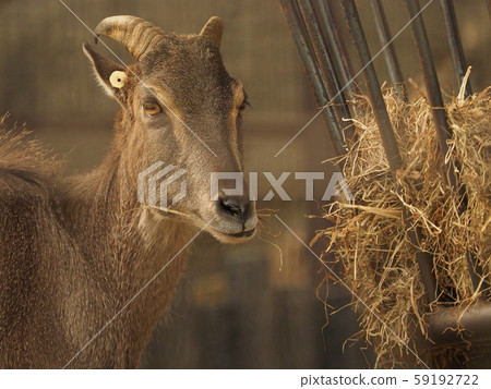 喜馬拉雅山焦油 59192722