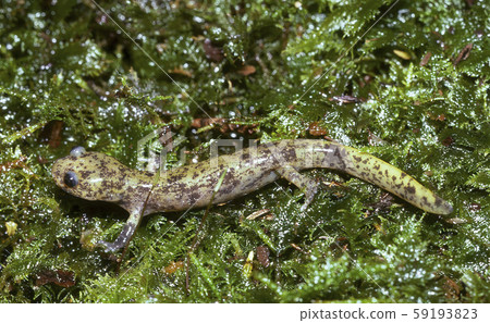 Becko Salamander Juvenile Becko Salamander Juvenile 59193823
