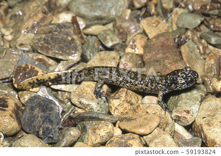 Becko Salamander Juvenile Becko Salamander Juvenile 59193824