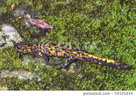 Becko Salamander 59193834