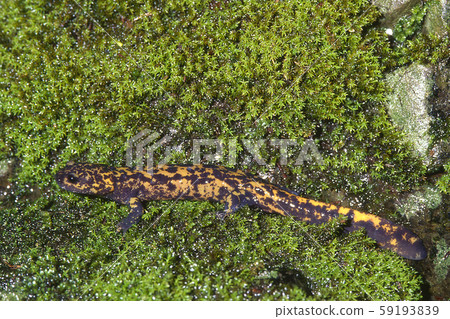 貝科·薩拉曼德(Becko Salamander) 貝科·薩拉曼德(Becko Salamander) 59193839