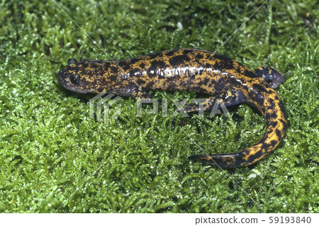 貝科·薩拉曼德(Becko Salamander) 貝科·薩拉曼德(Becko Salamander) 59193840