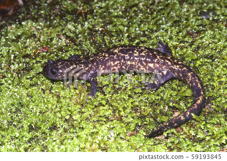 貝科·薩拉曼德(Becko Salamander) 貝科·薩拉曼德(Becko Salamander) 59193845
