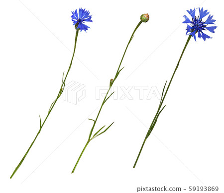 Set of blue knapweed flowers and bud 59193869