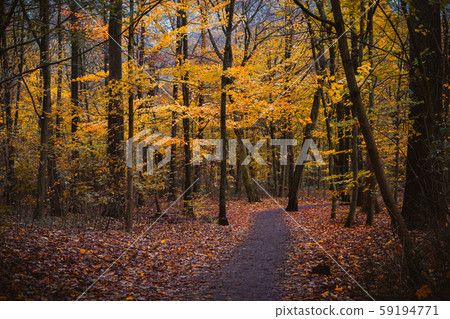 Autumn forest scene. Winding walking path foliage leaf fall and puddle Autumn forest scene. Winding walking path foliage leaf fall and puddle 59194771
