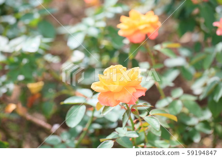 玫瑰花朵小矮人安妮·弗蘭克 59194847