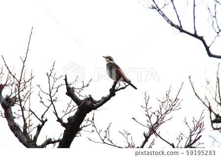 Thrush 30 Thrush 30 59195283