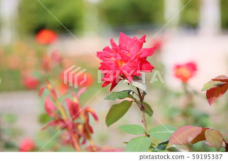 玫瑰花錦江 玫瑰花錦江 59195387