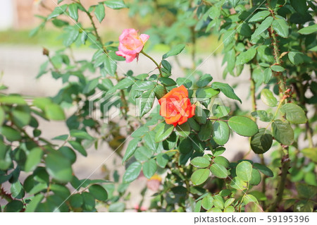 Rose flowers Princess Michiko Rose flowers Princess Michiko 59195396