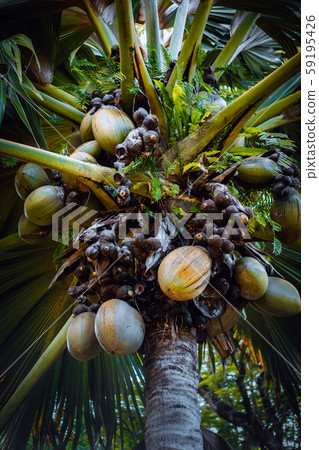Famous Coco de Mer coconut palm tree in the botanical garden of Mahe, Seychelles Famous Coco de Mer coconut palm tree in the botanical garden of Mahe, Seychelles 59195426