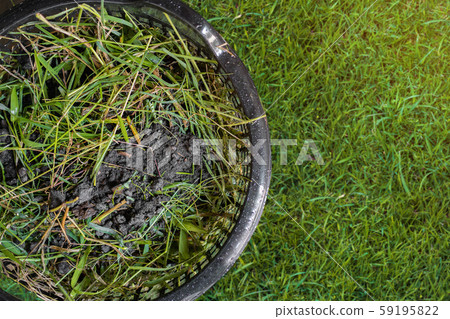 Close up of dung and grass scrap for manke Close up of dung and grass scrap for manke 59195822