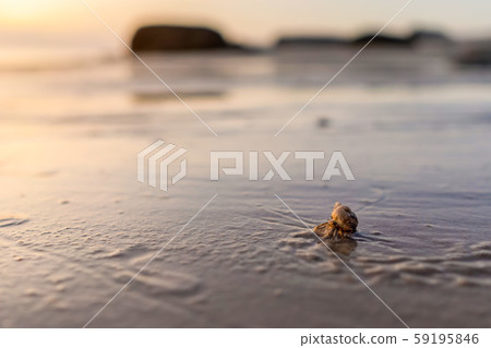 Hermit crabs on the beach with sunrise, Selective Hermit crabs on the beach with sunrise, Selective 59195846