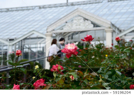 Rose (Jubilee du Princess Dumonaco) 191104pm1: 40 Rose (Jubilee du Princess Dumonaco) 191104pm1: 40 59196204