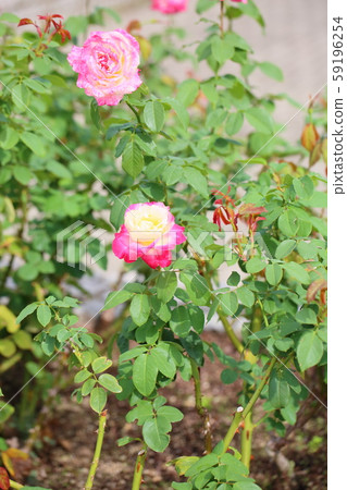 Rose flower nicole Rose flower nicole 59196254