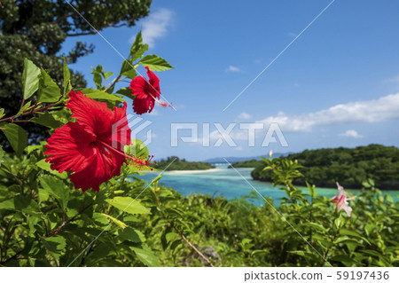 Hibiscus blooming in southern country 59197436
