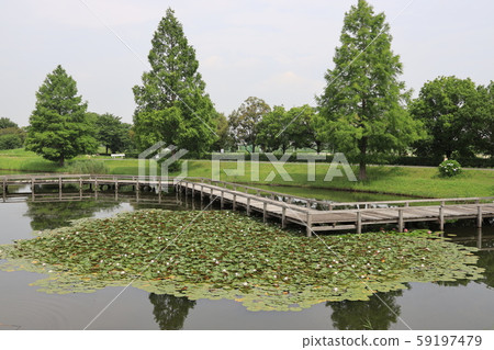 埼玉縣加須騎西綜合性公園 59197479