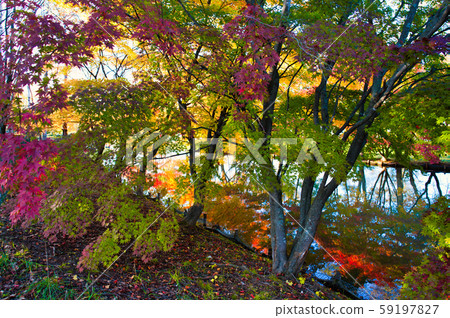 Autumn leaves in Shimizu Park 59197827