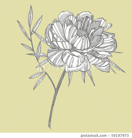 Peony flower and leaves drawing. Hand drawn... - Stock Illustration ...