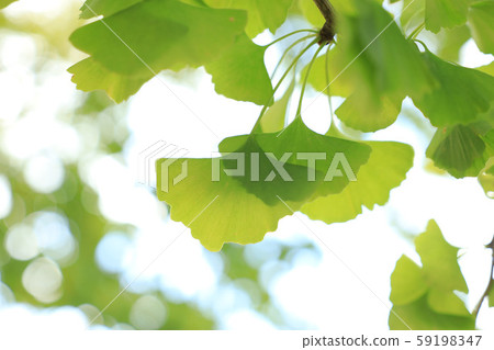 Ginkgo in Ibaraki Prefectural History Museum Ginkgo in Ibaraki Prefectural History Museum 59198347