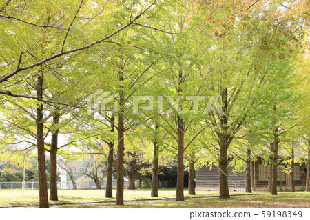 Ginkgo in Ibaraki Prefectural History Museum Ginkgo in Ibaraki Prefectural History Museum 59198349