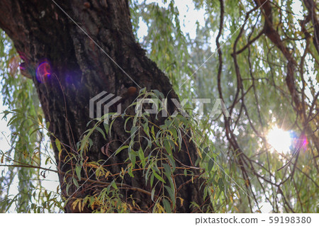 Solar flare on the camera lens. A sunbeam passes Solar flare on the camera lens. A sunbeam passes 59198380