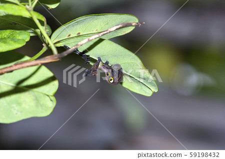 Larvae of Akebikonoha 59198432