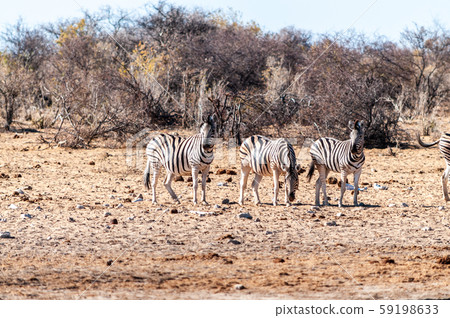 A group of Zebras in Etosha A group of Zebras in Etosha 59198633