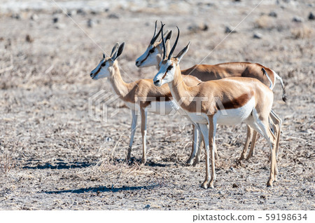 Impalas in Etosha National Park 59198634