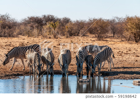 A group of Zebras in Etosha A group of Zebras in Etosha 59198642